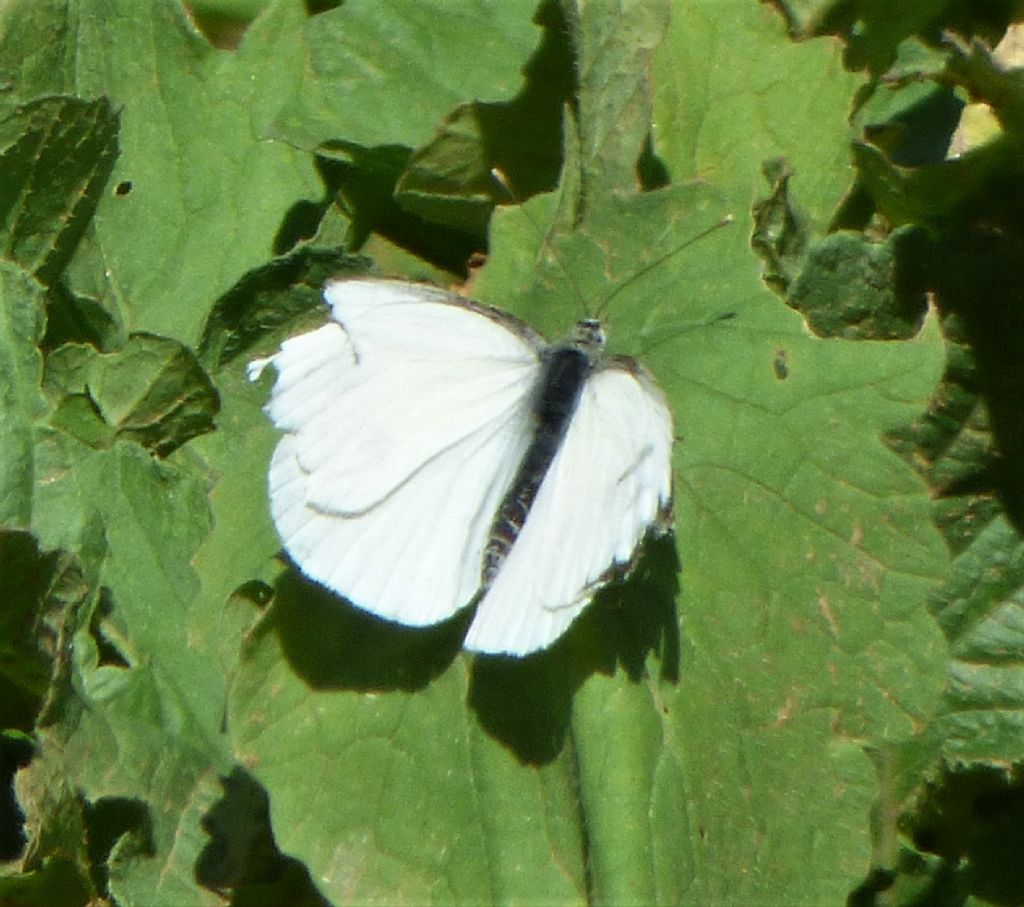 Pieris napi?  No, Pieris brassicae, maschio